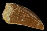 1.28" Carcharodontosaurus Tooth - Real Dinosaur Tooth - #131279-1